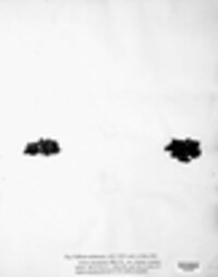 Collema marginale image